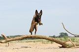 MALINOIS 516